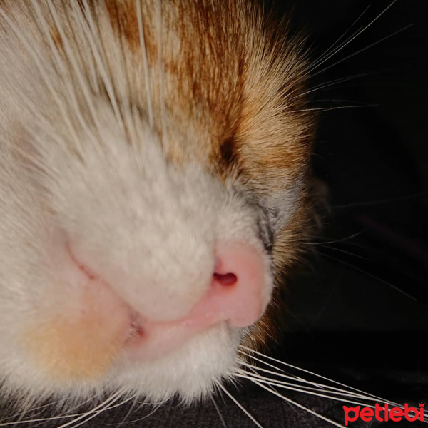 Tekir Kedi, Kedi  Yoda fotoğrafı