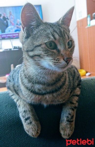 Tekir Kedi, Kedi  Yoda fotoğrafı