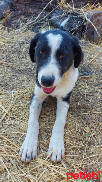 Sokö (Sokak Köpeği), Köpek  Mercan fotoğrafı