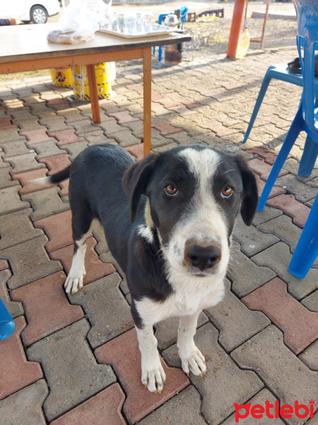 Sokö (Sokak Köpeği), Köpek  Mercan fotoğrafı