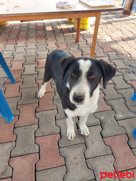 Sokö (Sokak Köpeği), Köpek  Mercan fotoğrafı