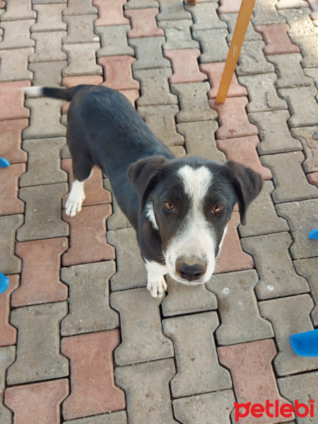 Sokö (Sokak Köpeği), Köpek  Mercan fotoğrafı