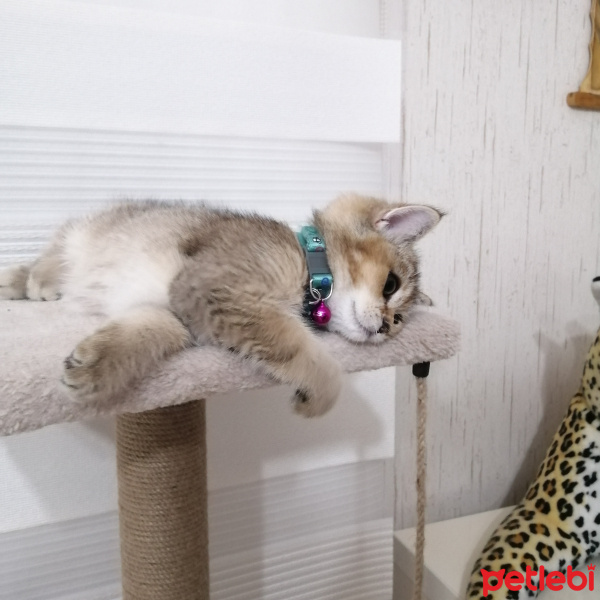 British Shorthair, Kedi  Arya fotoğrafı