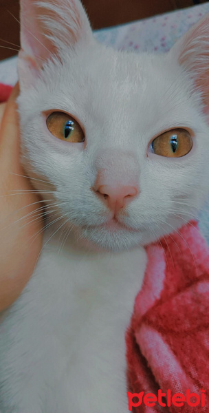 Ankara Kedisi, Kedi  Mia fotoğrafı