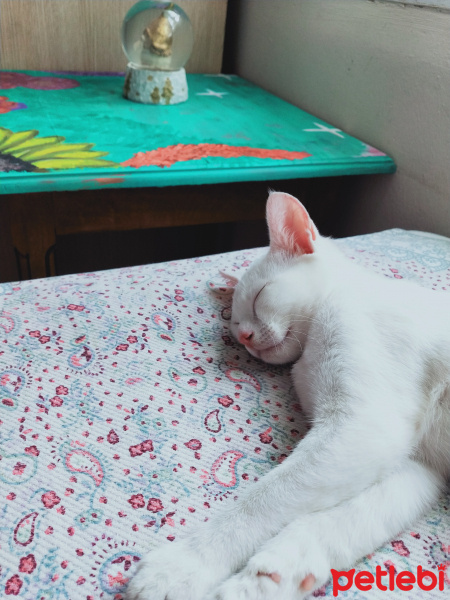 Ankara Kedisi, Kedi  Mia fotoğrafı