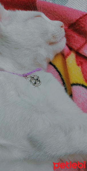 Ankara Kedisi, Kedi  Mia fotoğrafı