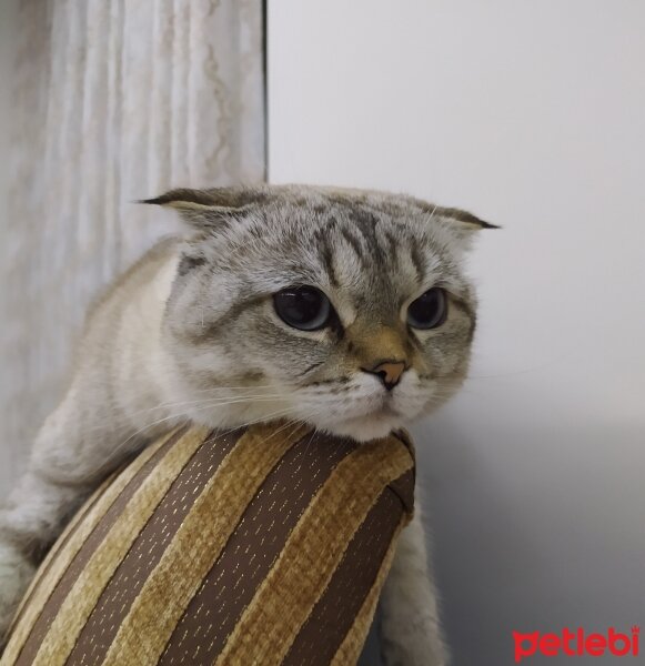 Scottish Fold, Kedi  Maya fotoğrafı