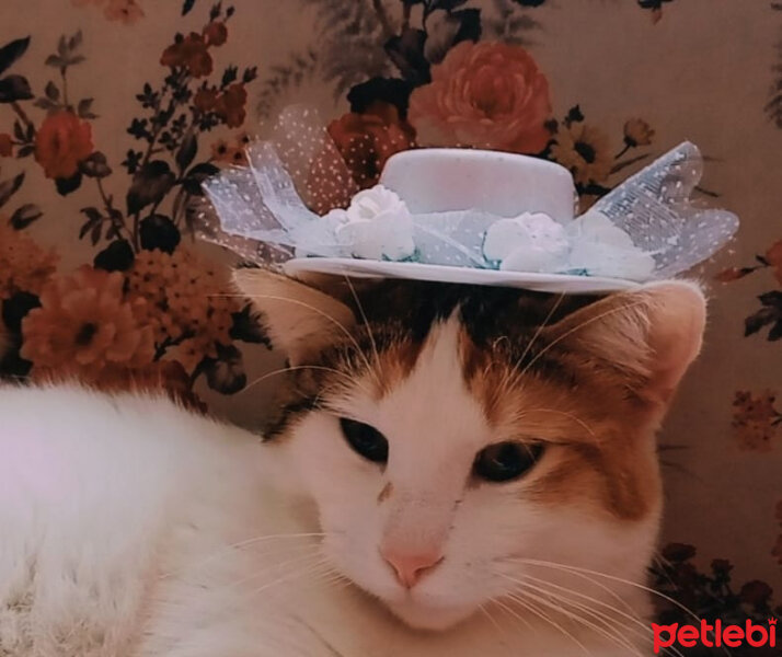 Tekir Kedi, Kedi  Maya fotoğrafı