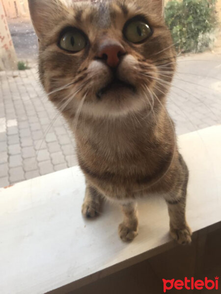 Tekir Kedi, Kedi  Maya fotoğrafı