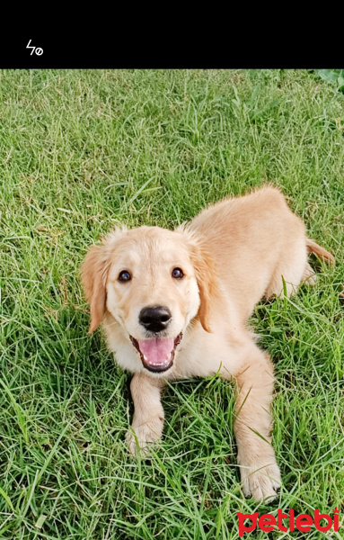 Golden Retriever, Köpek  Venüs fotoğrafı
