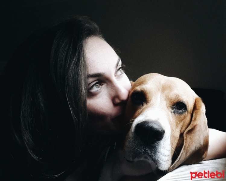 Beagle, Köpek  Sezar fotoğrafı