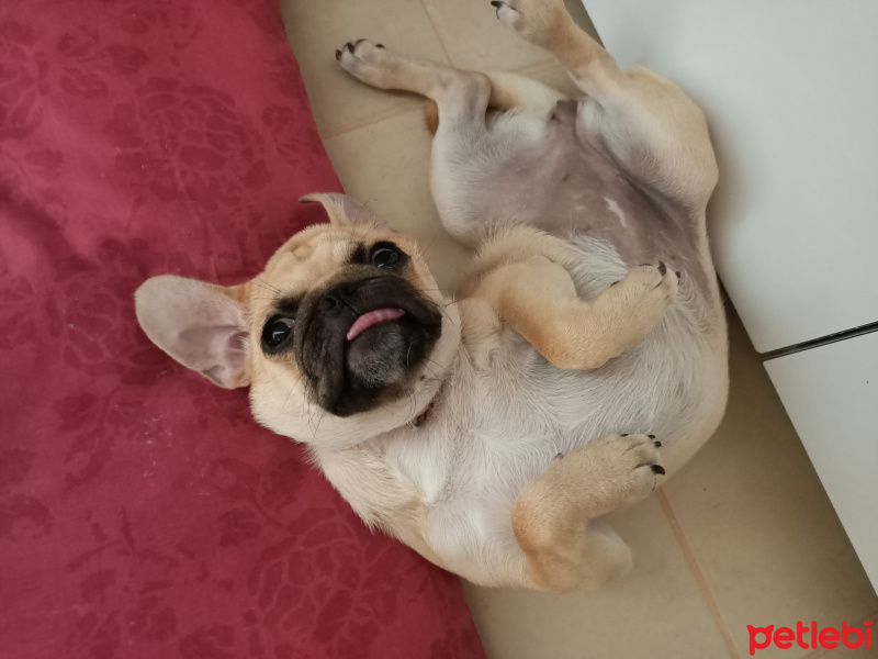 Pug, Köpek  Çıtır fotoğrafı