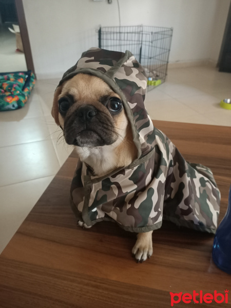 Pug, Köpek  Çıtır fotoğrafı