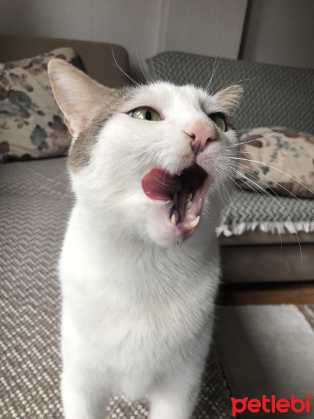 Tekir Kedi, Kedi  Lucy fotoğrafı