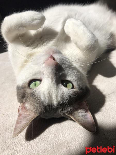 Tekir Kedi, Kedi  Lucy fotoğrafı