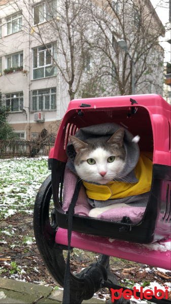 Tekir Kedi, Kedi  Lucy fotoğrafı
