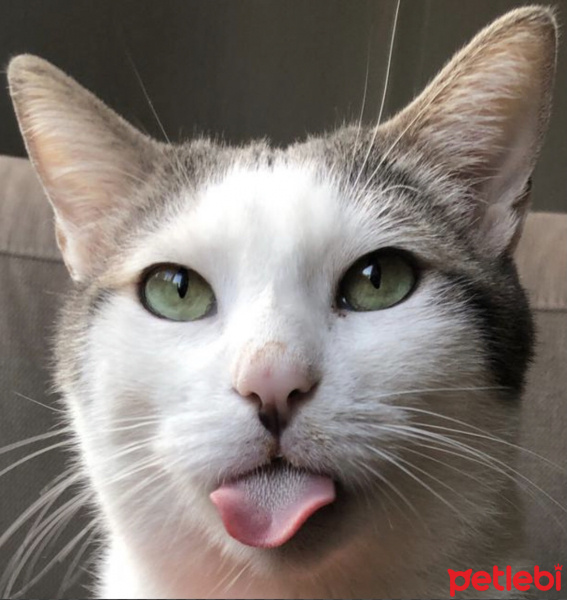 Tekir Kedi, Kedi  Lucy fotoğrafı