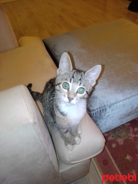 Tekir Kedi, Kedi  Tekir fotoğrafı