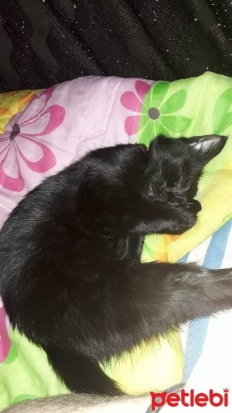 Bombay, Kedi  Mabel fotoğrafı