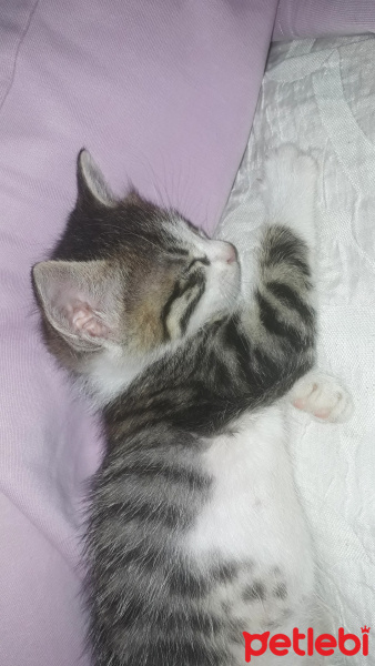 Tekir Kedi, Kedi  Turşu fotoğrafı