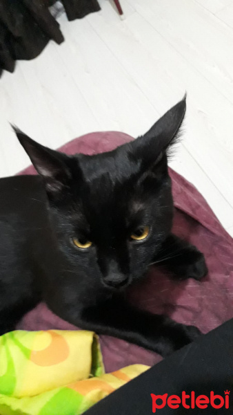 Bombay, Kedi  Bılbıl fotoğrafı
