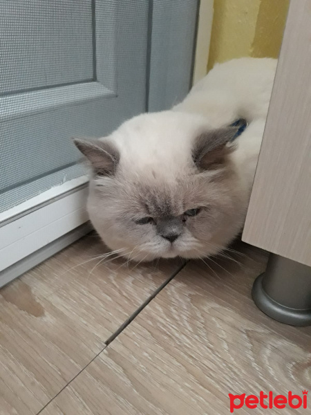 British Shorthair, Kedi  Duman fotoğrafı