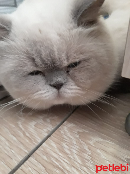 British Shorthair, Kedi  Duman fotoğrafı