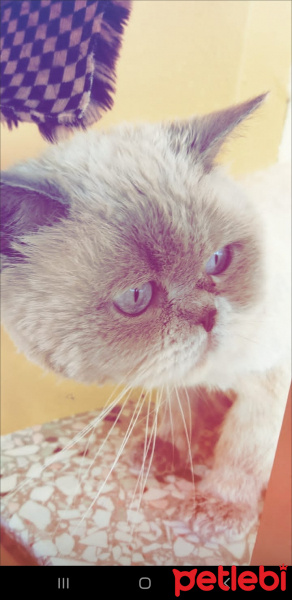 British Shorthair, Kedi  Duman fotoğrafı