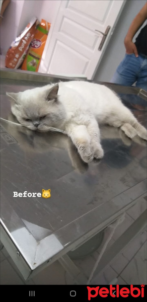British Shorthair, Kedi  Duman fotoğrafı