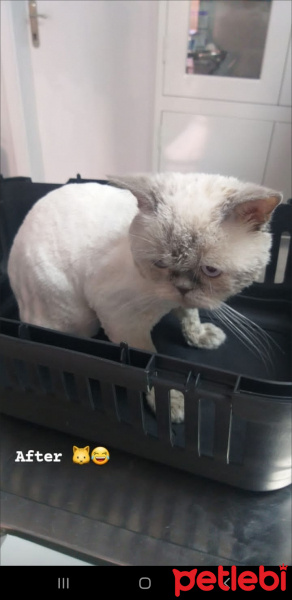 British Shorthair, Kedi  Duman fotoğrafı