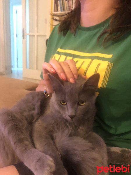 Mavi Rus, Kedi  Lilly fotoğrafı