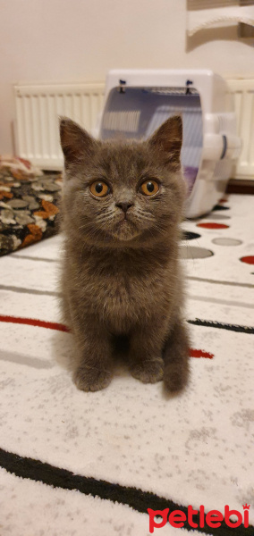 Exotic Shorthair, Kedi  Mi fotoğrafı