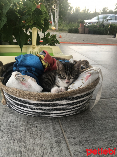 Tekir Kedi, Kedi  Paşa fotoğrafı