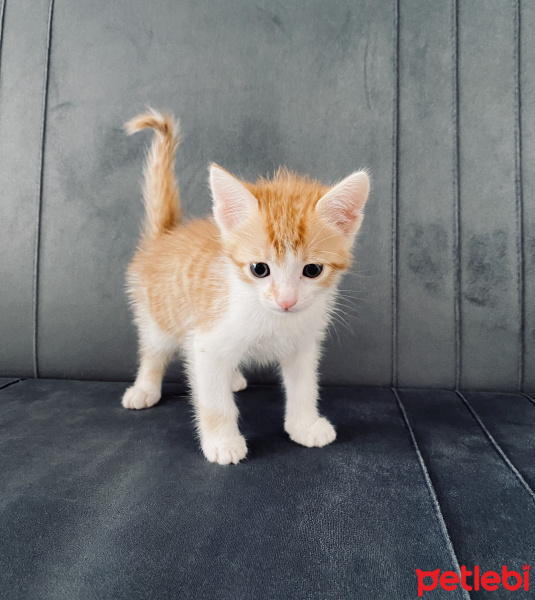 Sarman, Kedi  Latte fotoğrafı