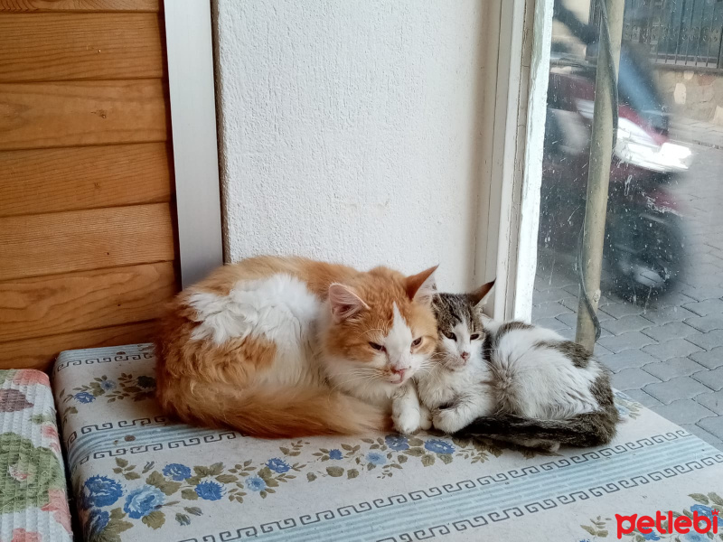 Tekir Kedi, Kedi  Behlül &bihter fotoğrafı