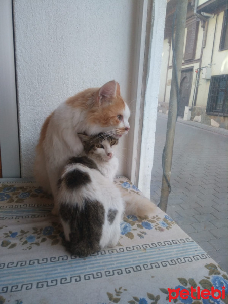 Tekir Kedi, Kedi  Behlül &bihter fotoğrafı