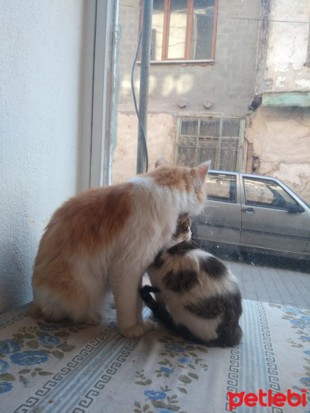 Tekir Kedi, Kedi  Behlül &bihter fotoğrafı