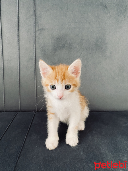 Sarman, Kedi  Pişi fotoğrafı