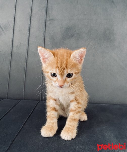 Sarman, Kedi  Tarçın fotoğrafı