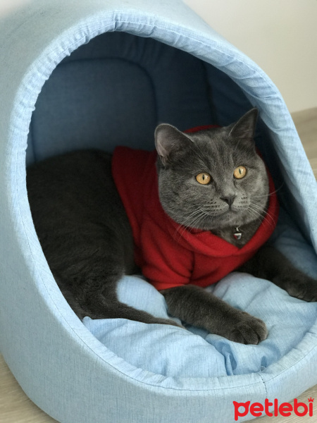British Shorthair, Kedi  Chivas fotoğrafı