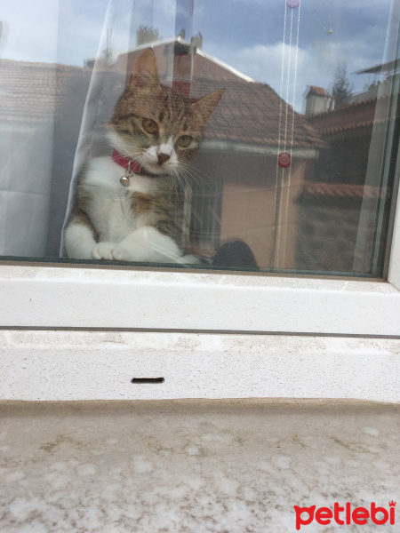 Tekir Kedi, Kedi  Yonca fotoğrafı