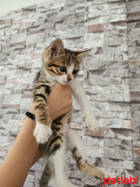 Tekir Kedi, Kedi  maya fotoğrafı