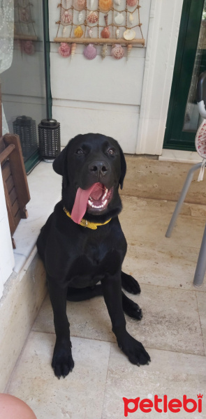 Labrador Retriever, Köpek  Gölge fotoğrafı