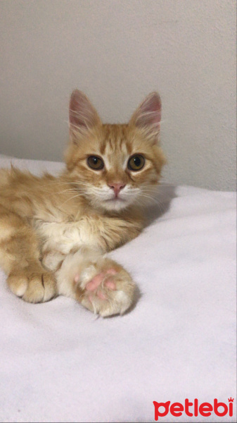 Tekir Kedi, Kedi  Bal fotoğrafı