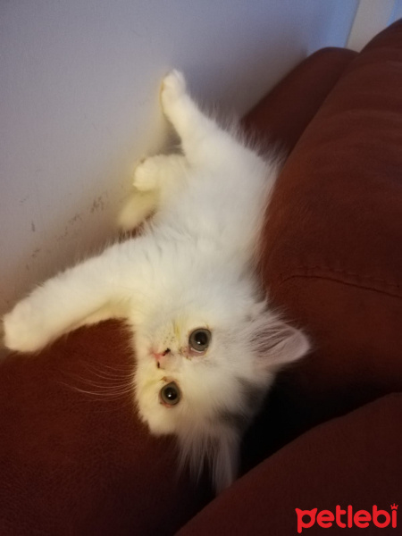 British Shorthair, Kedi  Emmy fotoğrafı