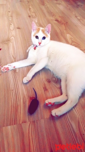 Van Kedisi, Kedi  Sütlaç fotoğrafı