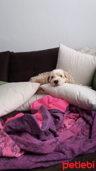 Maltese, Köpek  Prenses fotoğrafı
