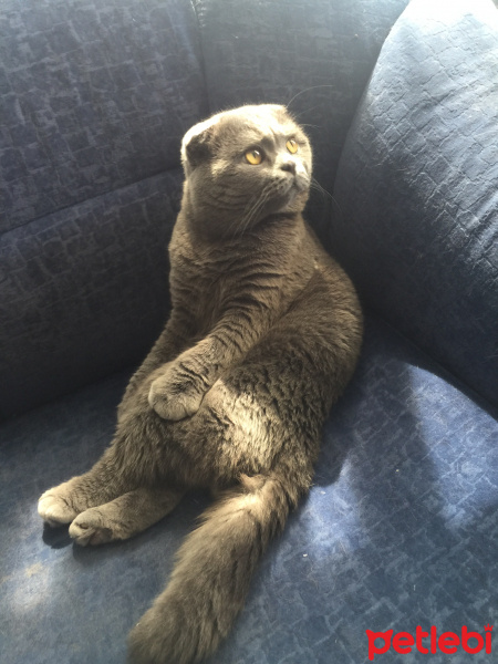Scottish Fold, Kedi  Bal Mimi fotoğrafı