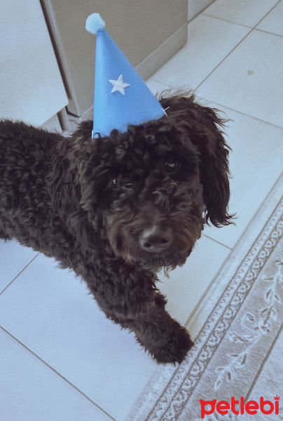 Sokö (Sokak Köpeği), Köpek  kekik fotoğrafı