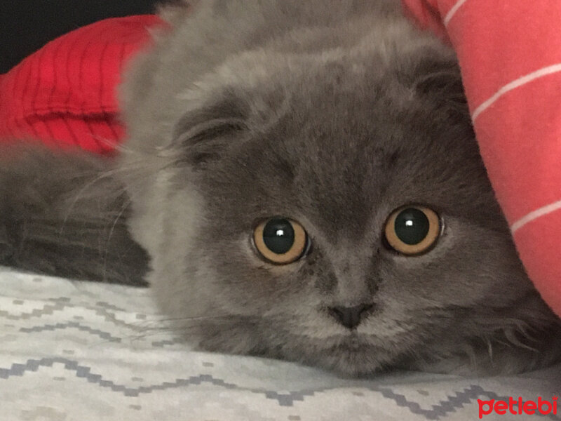 Scottish Fold, Kedi  Hera fotoğrafı